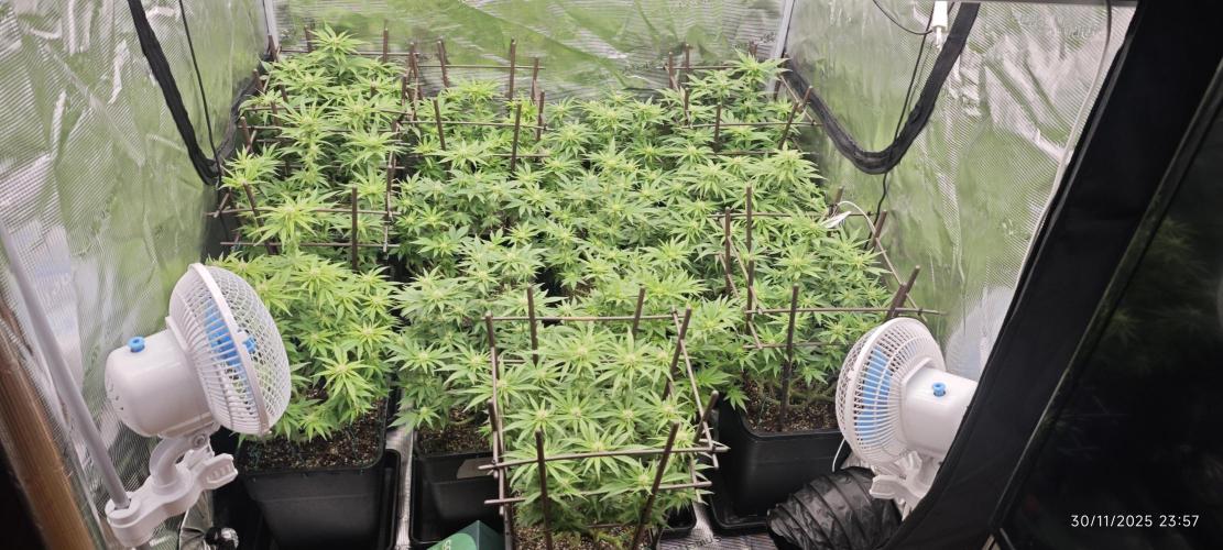 MOBY DICK - Barney's farm. Week 9