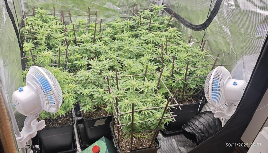 MOBY DICK - Barney's farm. Week 9