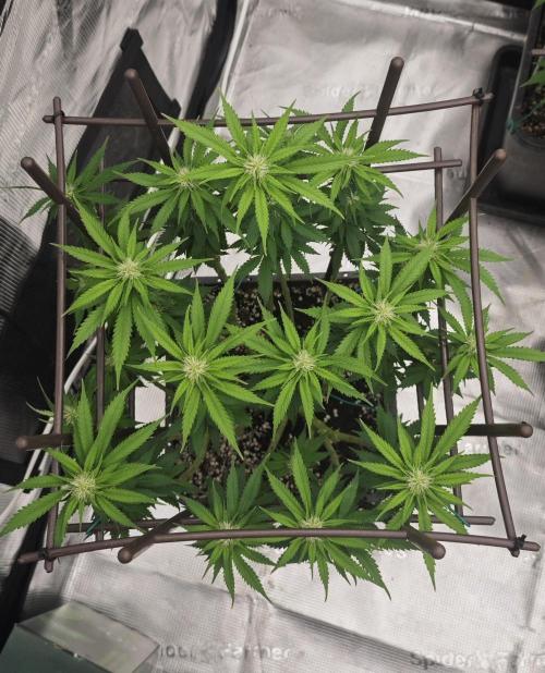 MOBY DICK - Barney's farm. Week 9