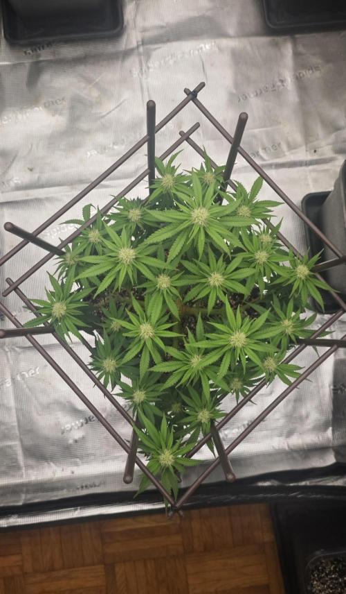 MOBY DICK - Barney's farm. Week 9