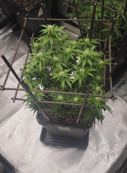 MOBY DICK - Barney's farm. Week 9