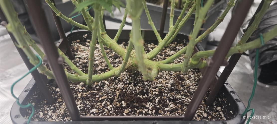 MOBY DICK - Barney's farm. Week 9