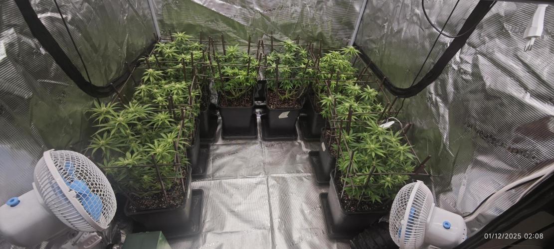 MOBY DICK - Barney's farm. Week 9