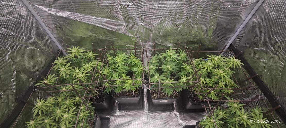 MOBY DICK - Barney's farm. Week 9