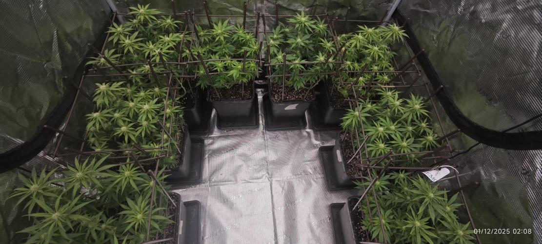 MOBY DICK - Barney's farm. Week 9