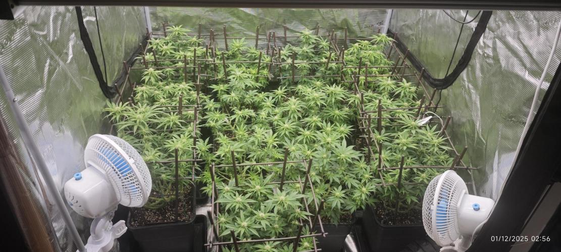 MOBY DICK - Barney's farm. Week 9