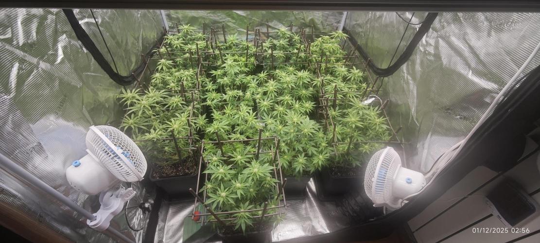 MOBY DICK - Barney's farm. Week 9