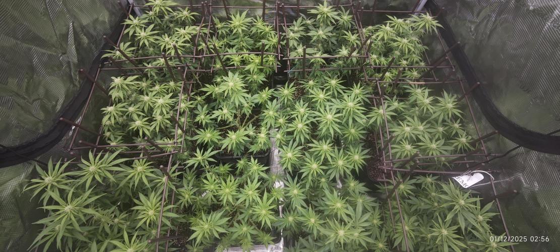 MOBY DICK - Barney's farm. Week 9