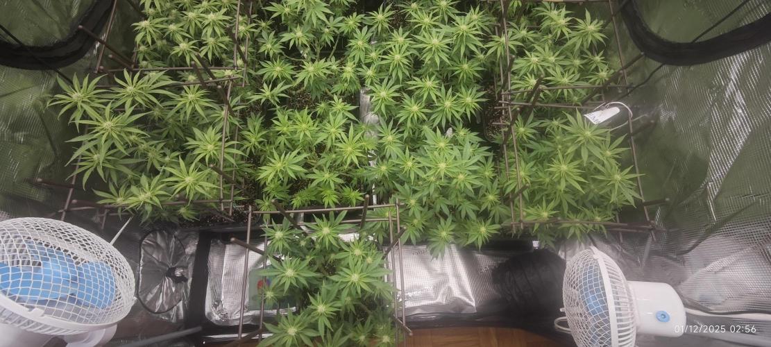 MOBY DICK - Barney's farm. Week 9