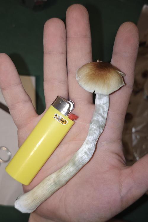 MOBY DICK - Barney's farm. Week 9