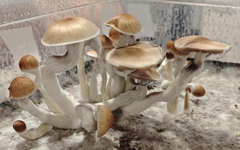 MOBY DICK - Barney's farm. Week 9