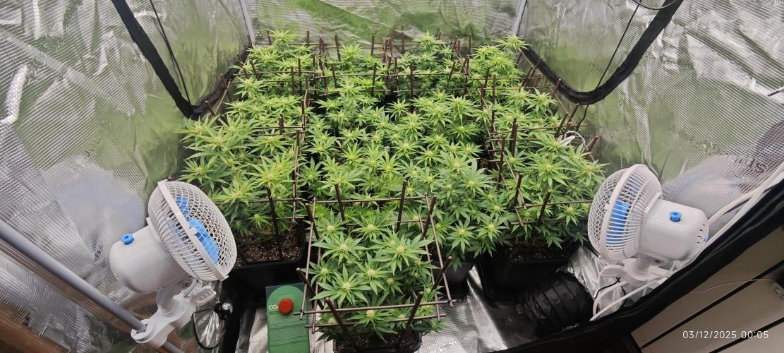 MOBY DICK - Barney's farm. Week 10