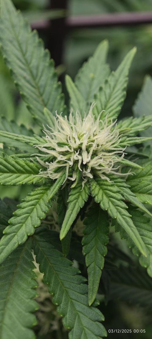 MOBY DICK - Barney's farm. Week 10