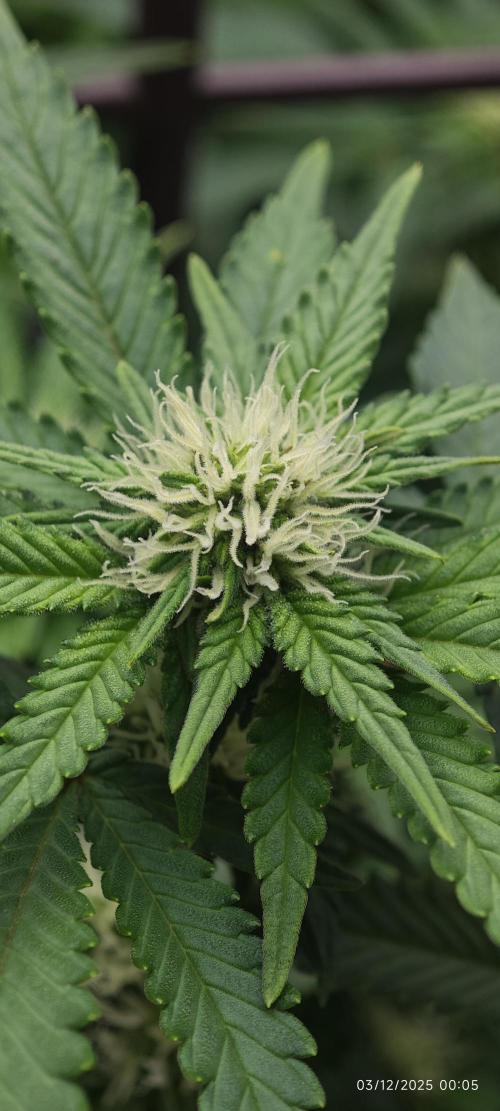 MOBY DICK - Barney's farm. Week 10