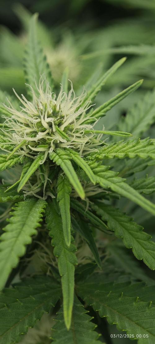 MOBY DICK - Barney's farm. Week 10