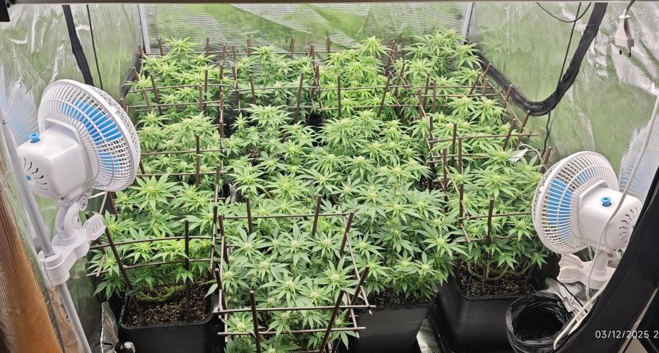 MOBY DICK - Barney's farm. Week 10