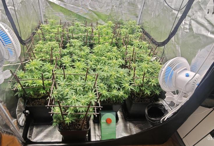 MOBY DICK - Barney's farm. Week 10