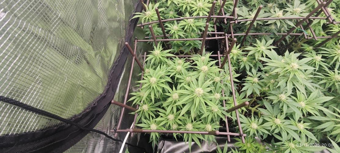 MOBY DICK - Barney's farm. Week 10