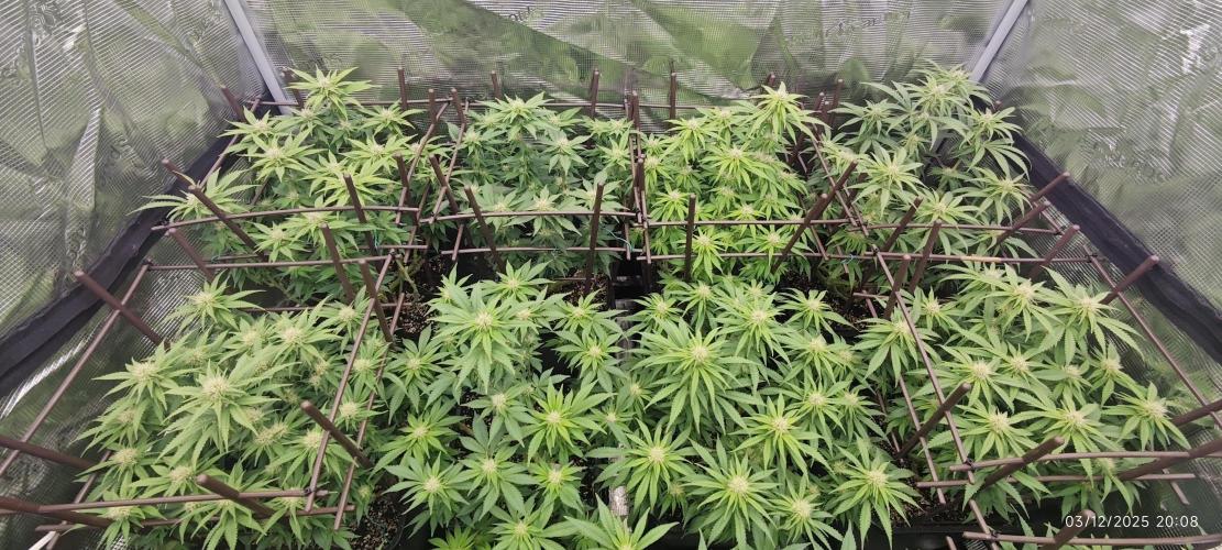 MOBY DICK - Barney's farm. Week 10