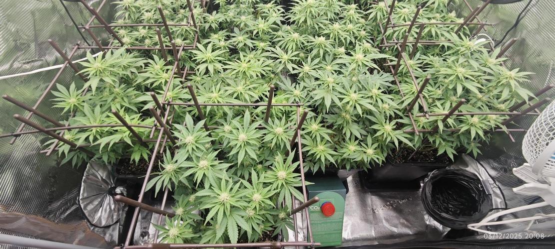 MOBY DICK - Barney's farm. Week 10