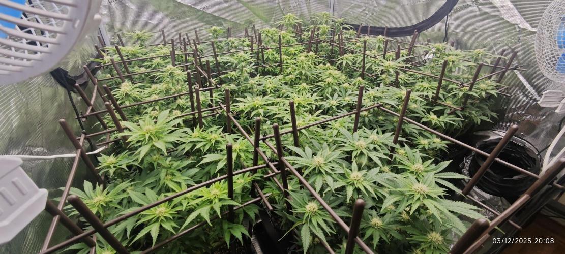 MOBY DICK - Barney's farm. Week 10