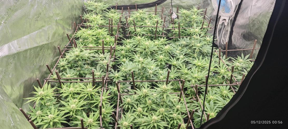 MOBY DICK - Barney's farm. Week 10