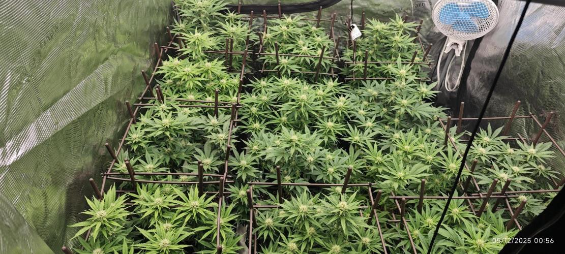 MOBY DICK - Barney's farm. Week 10