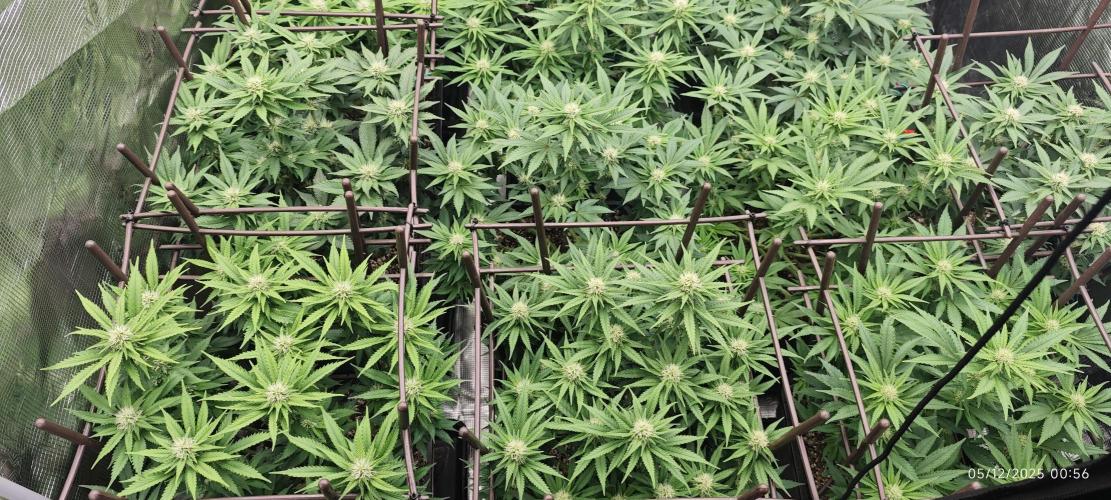 MOBY DICK - Barney's farm. Week 10