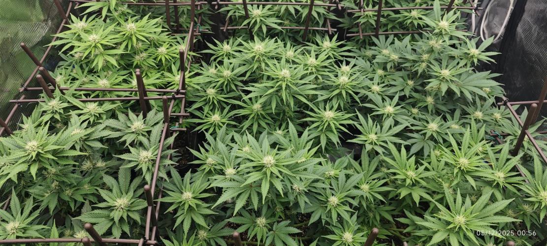 MOBY DICK - Barney's farm. Week 10