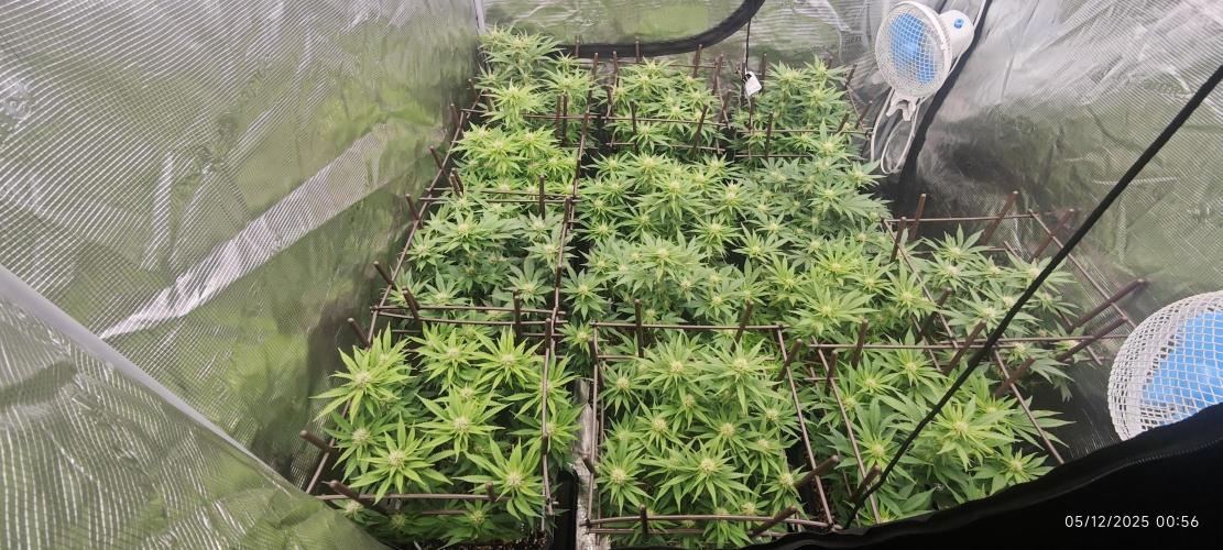 MOBY DICK - Barney's farm. Week 10