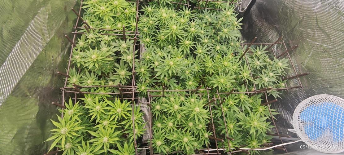 MOBY DICK - Barney's farm. Week 10