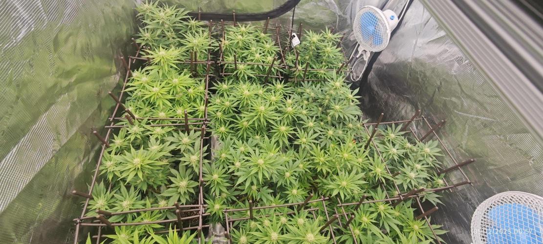 MOBY DICK - Barney's farm. Week 10