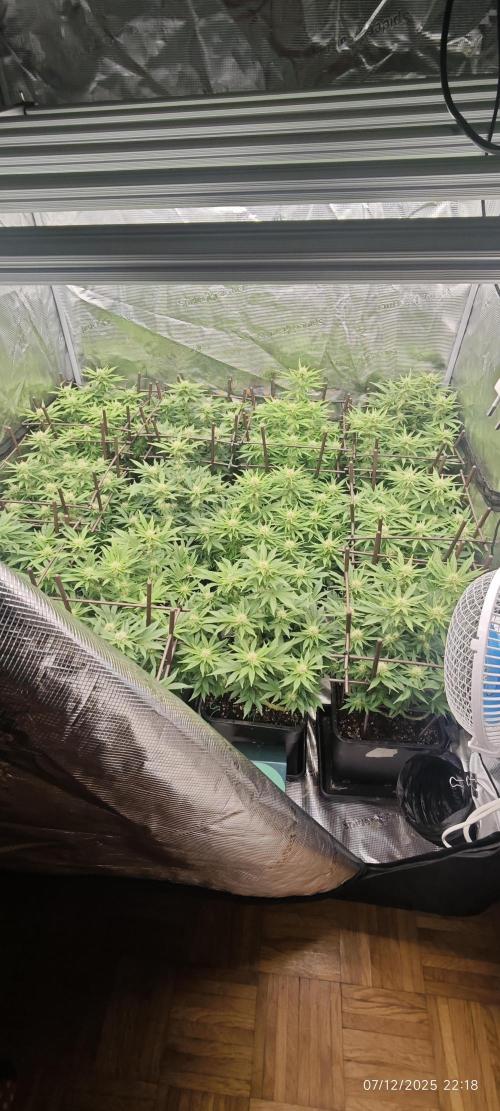 MOBY DICK - Barney's farm. Week 10