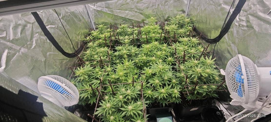 MOBY DICK - Barney's farm. Week 10