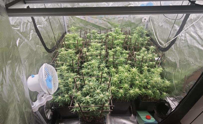 MOBY DICK - Barney's farm. Week 11