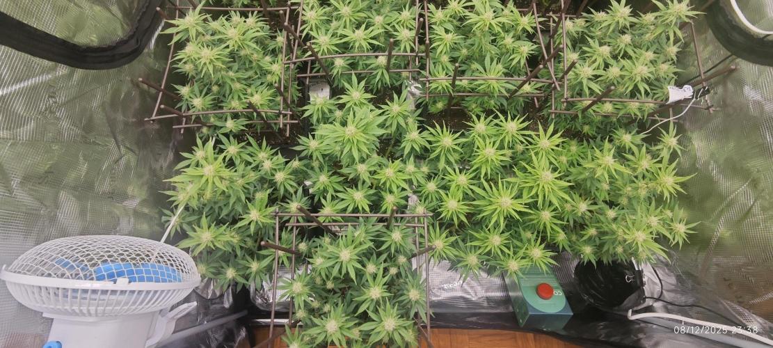 MOBY DICK - Barney's farm. Week 11