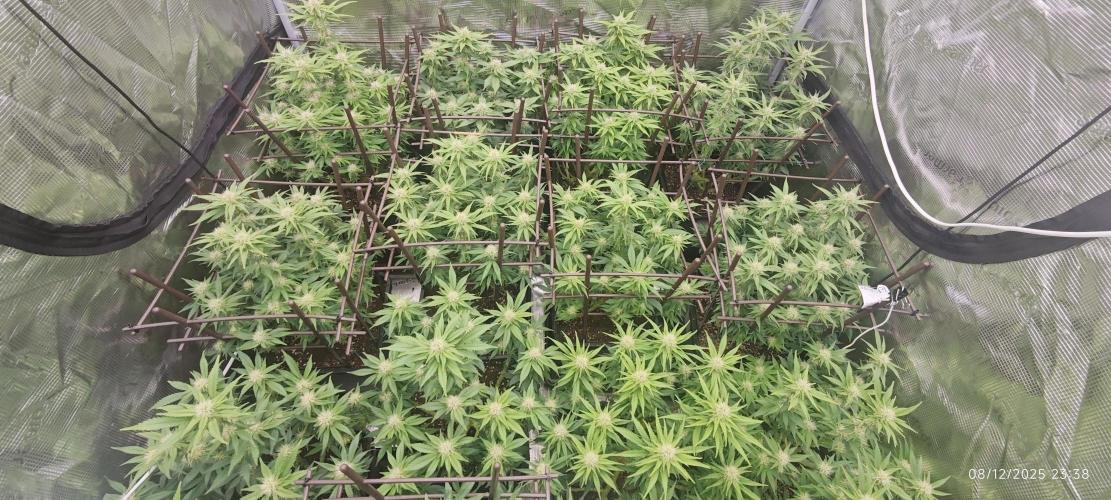 MOBY DICK - Barney's farm. Week 11