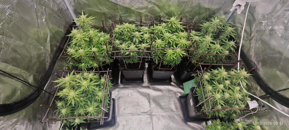 MOBY DICK - Barney's farm. Week 11