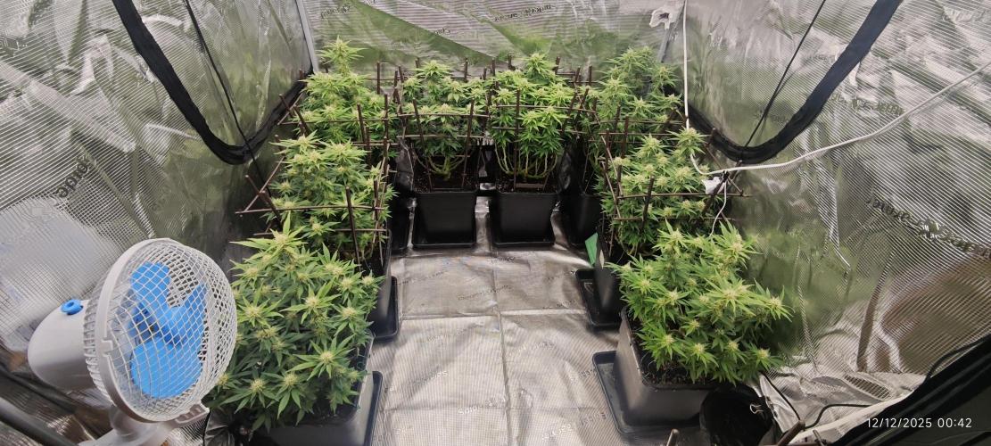 MOBY DICK - Barney's farm. Week 11