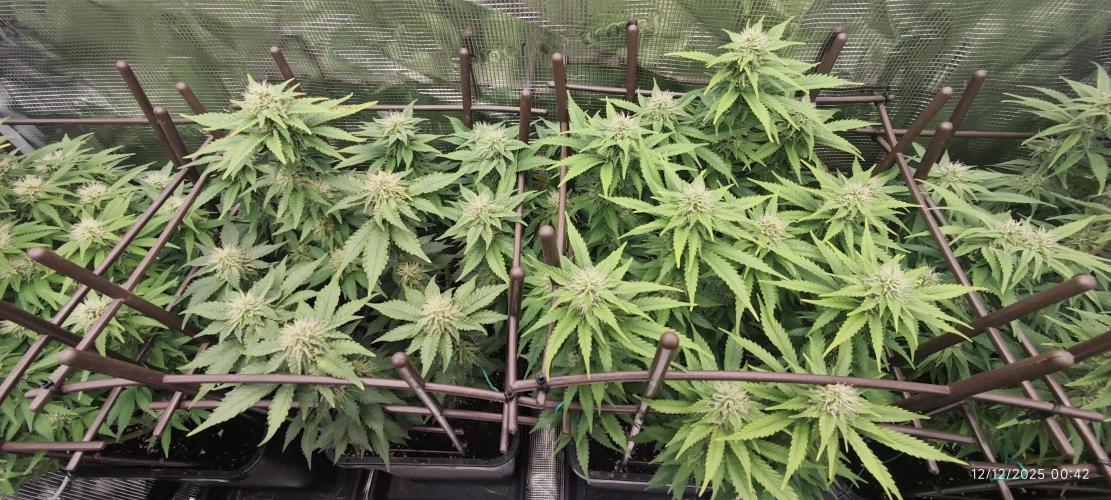 MOBY DICK - Barney's farm. Week 11