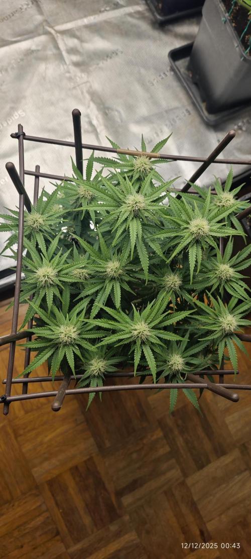 MOBY DICK - Barney's farm. Week 11