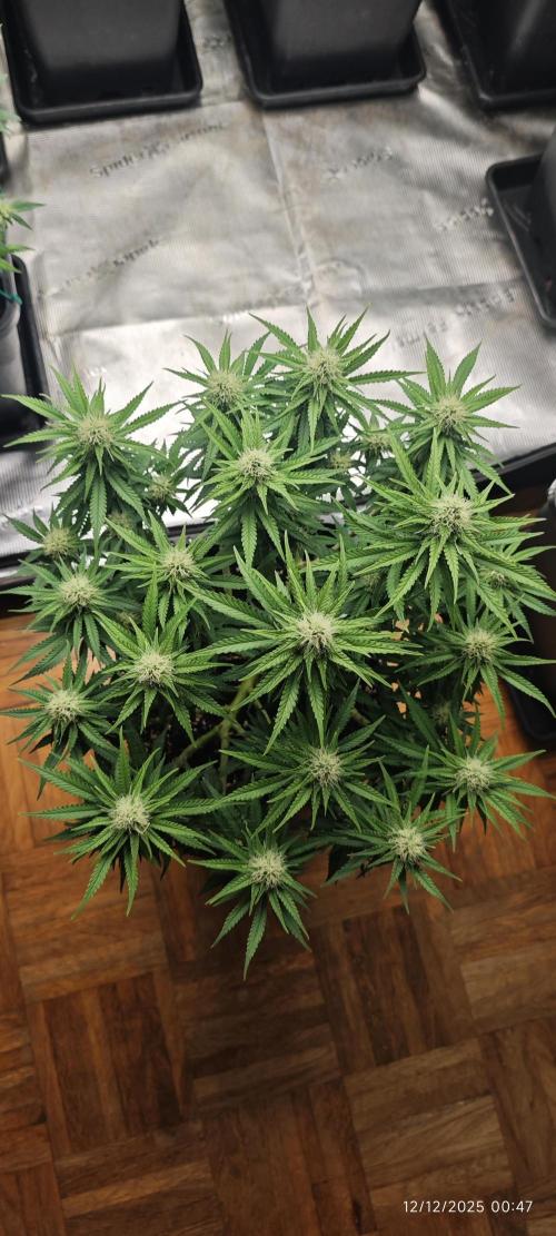 MOBY DICK - Barney's farm. Week 11