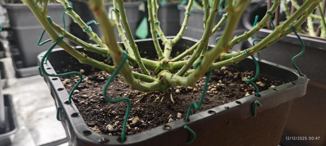 MOBY DICK - Barney's farm. Week 11