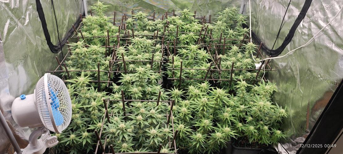 MOBY DICK - Barney's farm. Week 11