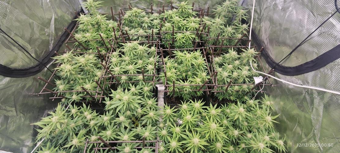 MOBY DICK - Barney's farm. Week 11