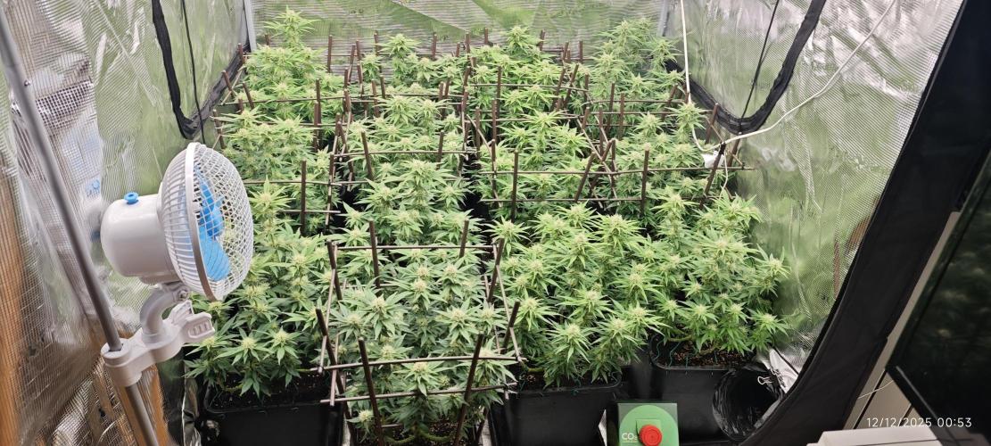 MOBY DICK - Barney's farm. Week 11