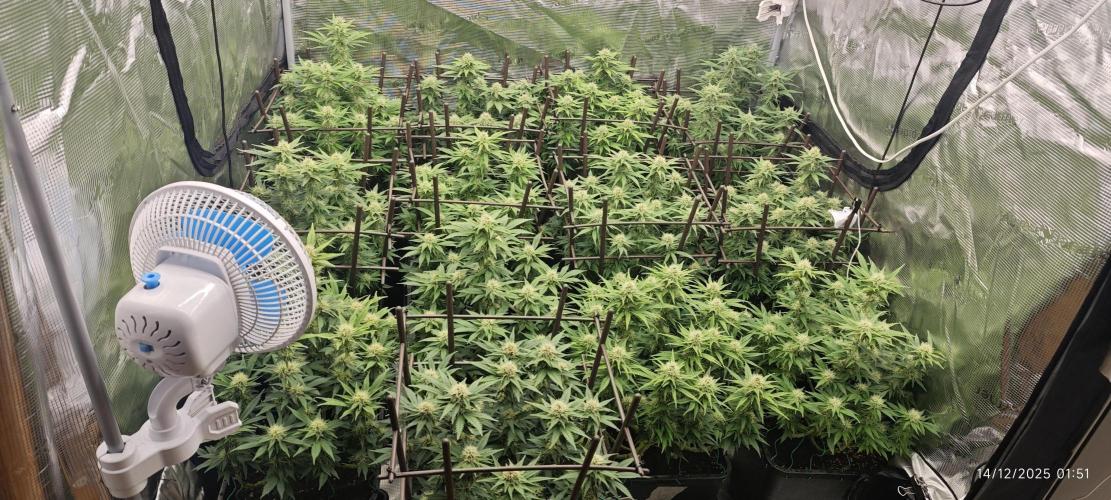 MOBY DICK - Barney's farm. Week 11