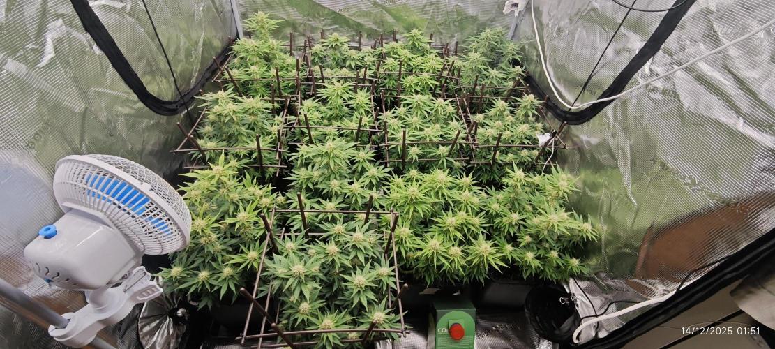 MOBY DICK - Barney's farm. Week 11