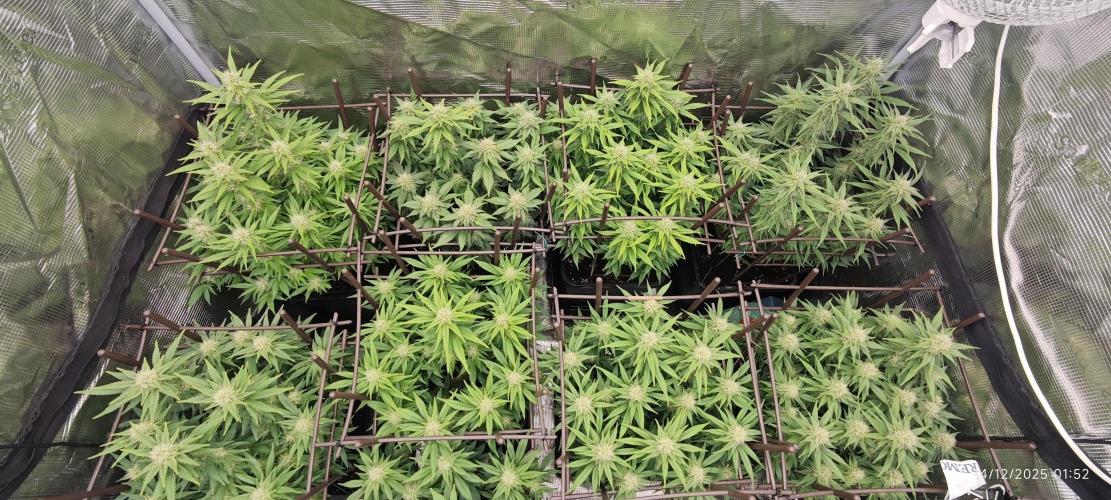 MOBY DICK - Barney's farm. Week 11