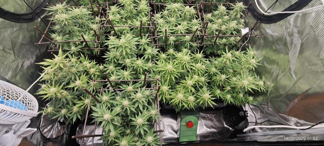 MOBY DICK - Barney's farm. Week 11